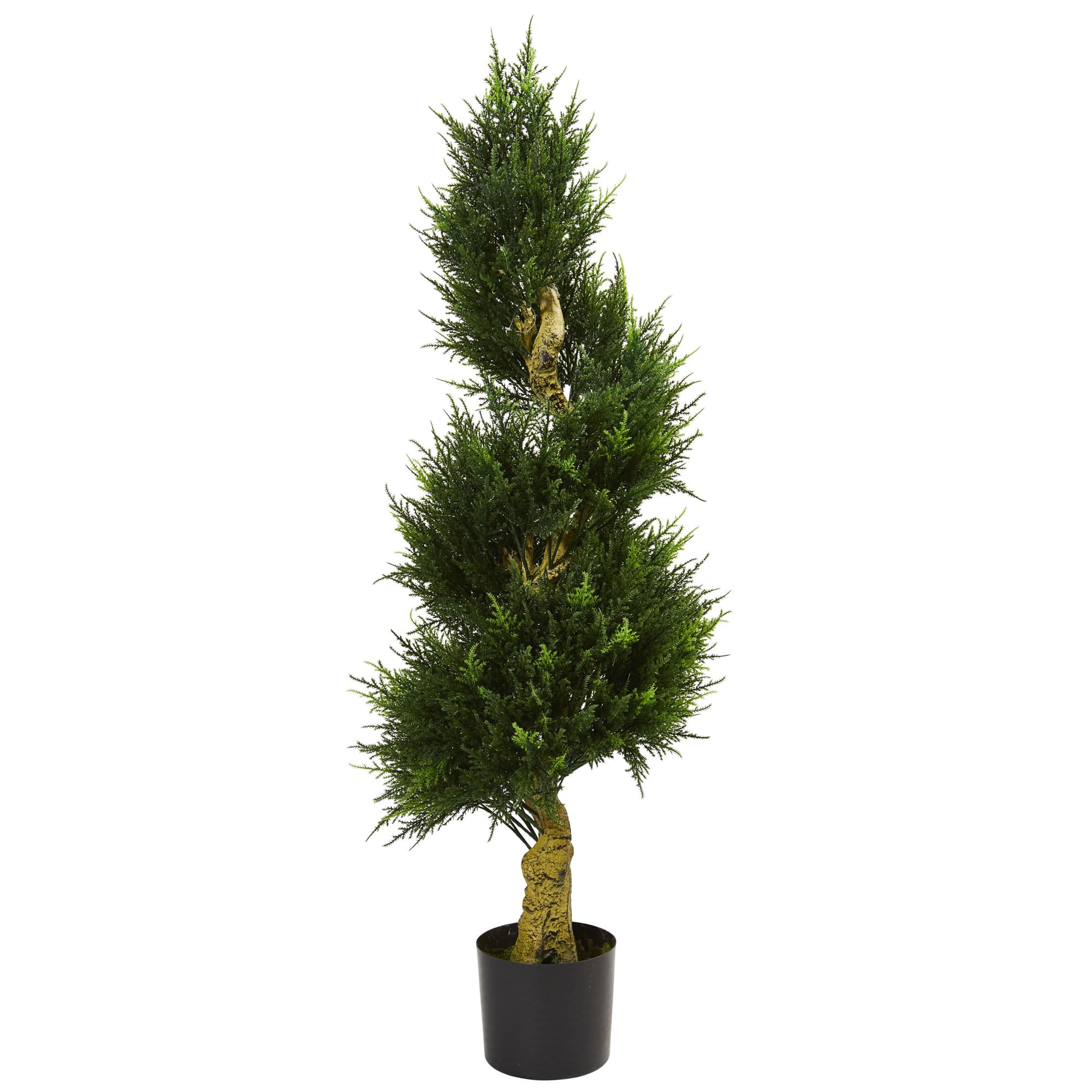 4.5ft. Potted Spiral Cypress Tree