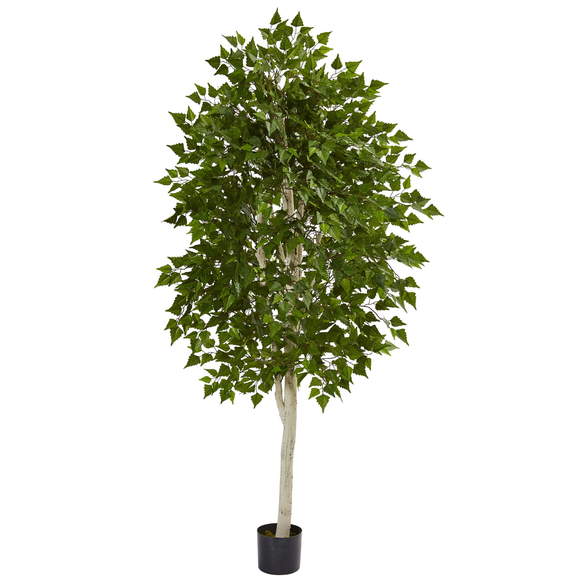 6ft. Potted Birch Tree