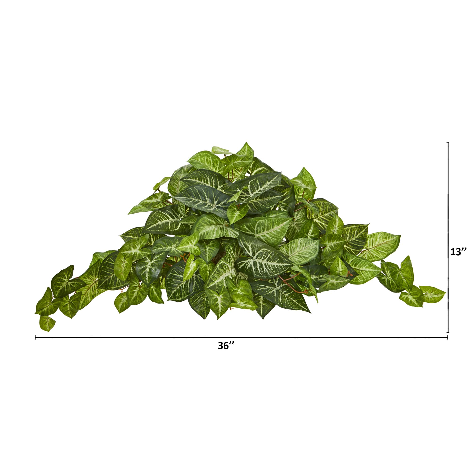13" Arrowhead Ledge Plant