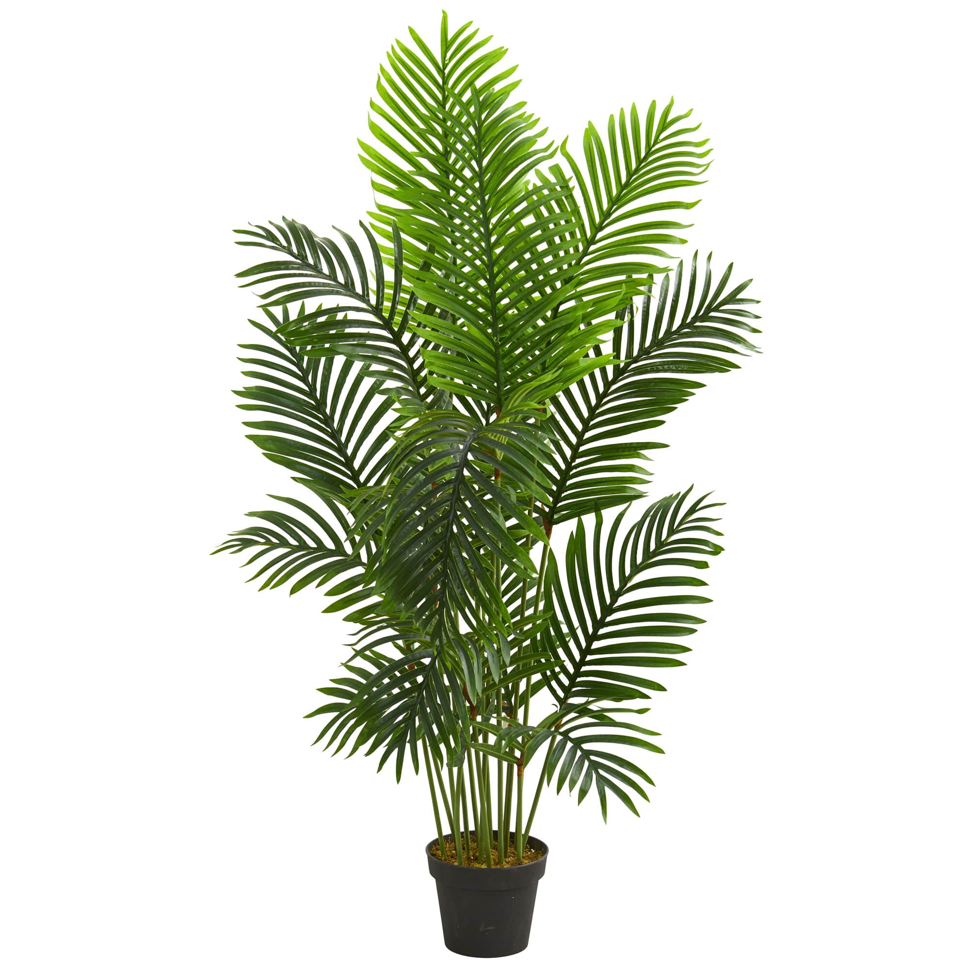 5ft. Potted Paradise Palm Tree