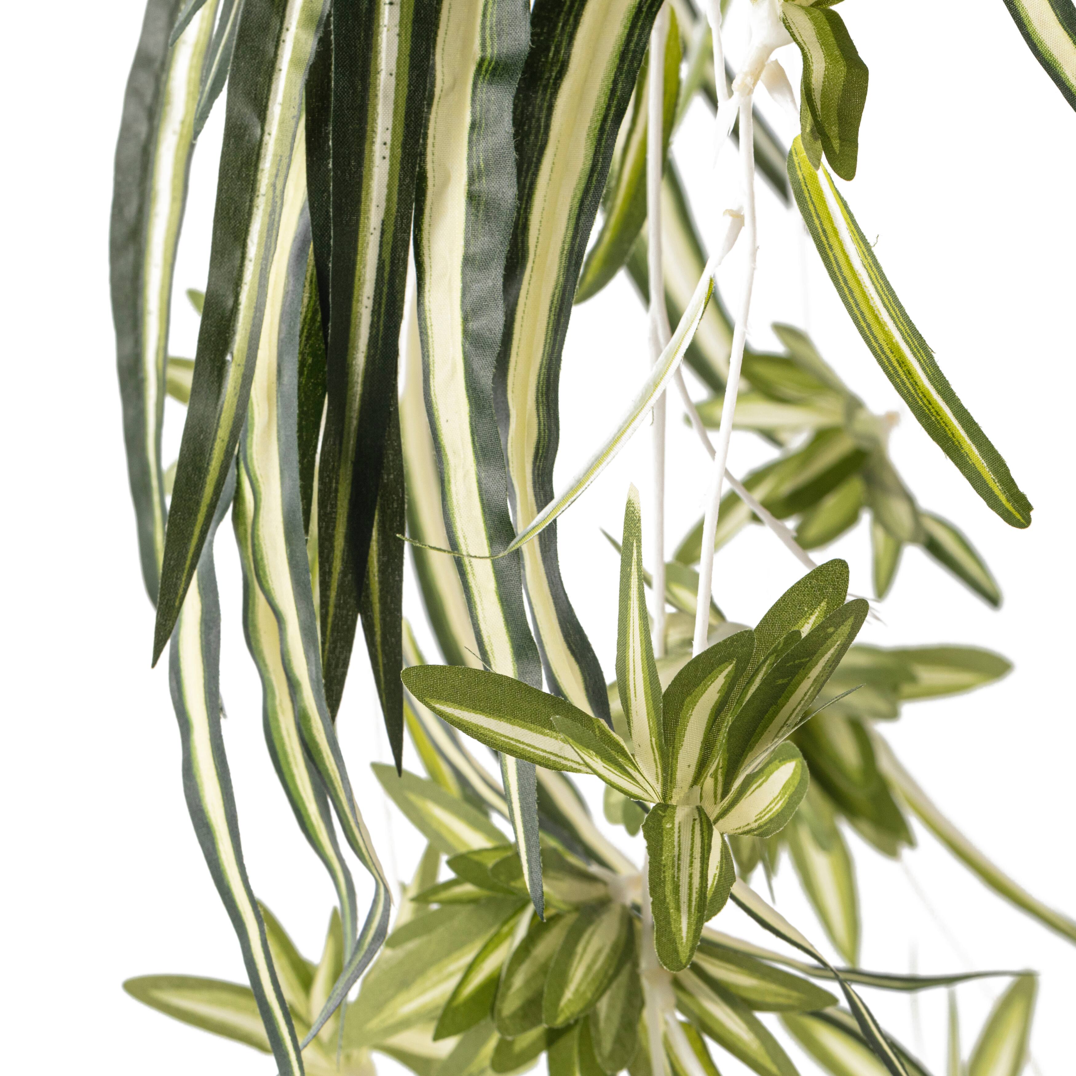 12 Pack: Light Green Variegated Spider Bush by Ashland®