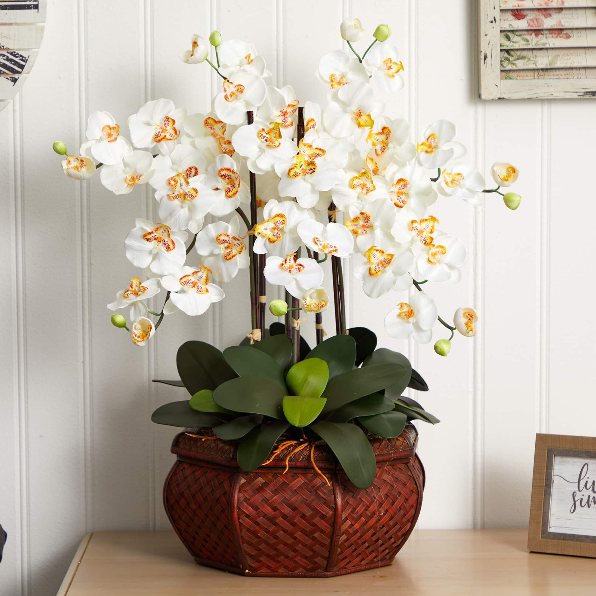 2.5ft. Potted Large Moth Orchid Arrangement, Cream