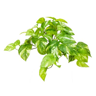 Green Marble Pothos Real Touch Hanging Bush by Ashland® image