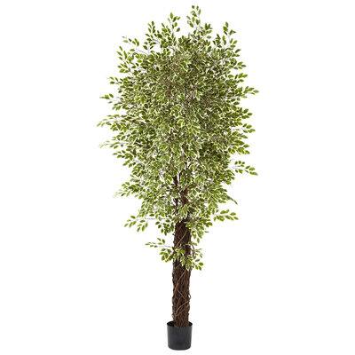 7.5ft. Potted Variegated Mini Ficus Tree | Michaels