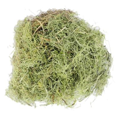 Basil Green Spanish Moss by Ashland®