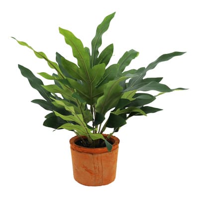 order succulent plants Succulent Variety Pack 4
