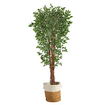 6ft. Variegated Ficus Tree in Handmade Natural Jute & Cotton Planter ...