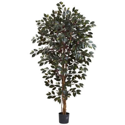 6ft. Potted Capensia Ficus Tree | Michaels