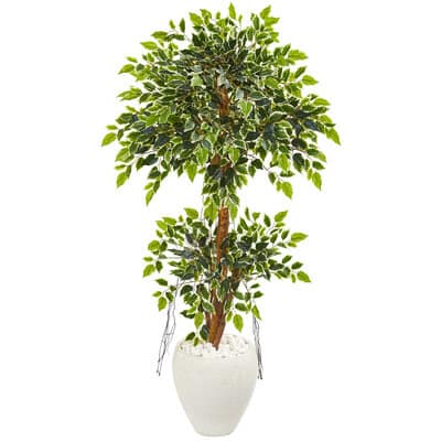 5ft. Variegated Ficus Tree in White Planter | Michaels