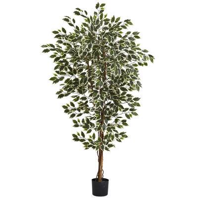 6ft. Potted Hawaiian Ficus Tree | Michaels