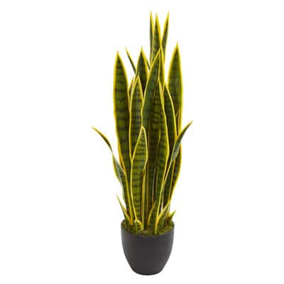 green and red succulent plant Crassula multicava 'Fairy Crassula' | Easy-Care Shade Tolerant Succulent