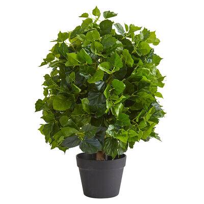 2ft. Potted Ficus Tree | Michaels