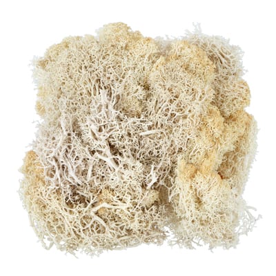 1.7oz. Moss by Ashland, Color: Cream | Michaels