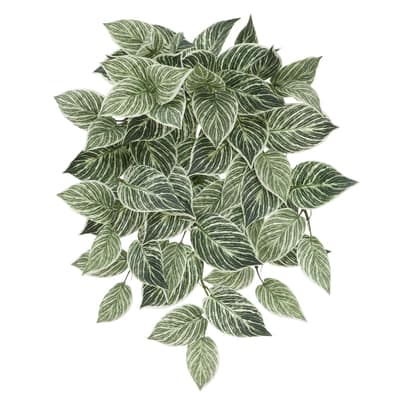 23" Philodendron Birkin Hanging Bush by Ashland® image