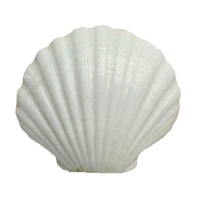 U.S. Shell Irish Deep Shell
