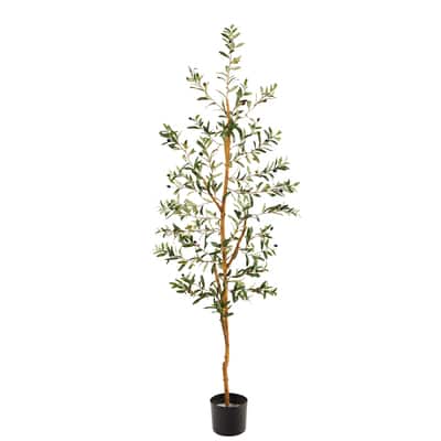 5.5ft. Potted Sparse Olive Tree | Michaels