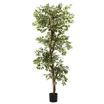 6ft. Potted Variegated Ficus Tree | Michaels