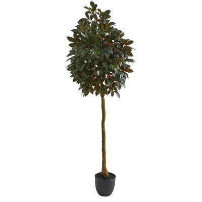 6ft. Potted Capensia Ficus Tree | Michaels