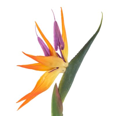 トップス aloha blossom 42 birds of paradise defd8d96-fb89-4967-a40c-