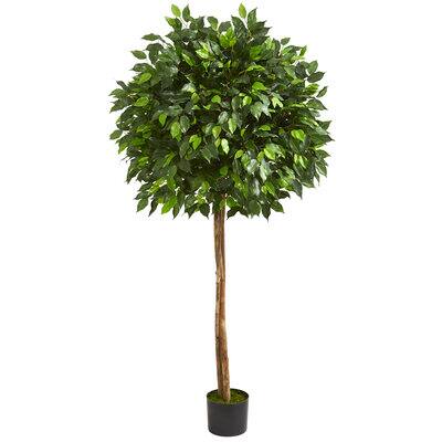 5.5ft. Potted Ficus Tree | Michaels